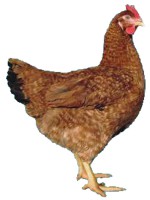 /album/dominant-cerverny-pasikavy-d159/d159-cp-jpg/